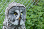 great grey owl stryx nebulosa-7260