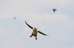 Puffin