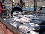 061107 Tuna Catch in Sal