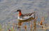 Red-necked Phalarope