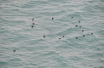 Puffins