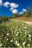 Spring Landscape
