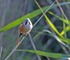 Bearded Tit