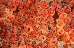 Dendrodoa grossularia