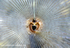 UML013: Peacock fan worm