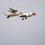 Gannet
