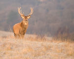 Red Deer Stag