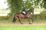 S64 - Foreign Breeds Ridden portfolio