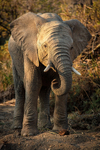 portrait-of-a-young-elephant