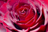 Flower - 3426