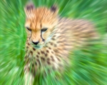 Gepard Cheetah
