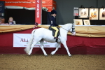 Class A - Junior Champ 10 year and Under portfolio