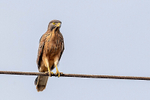 Grasshopper Buzzard