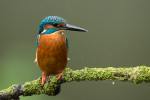 Kingfisher
