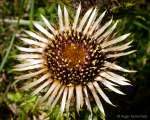 Carline Thistle
