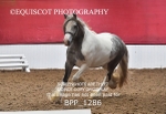 BPP_1286