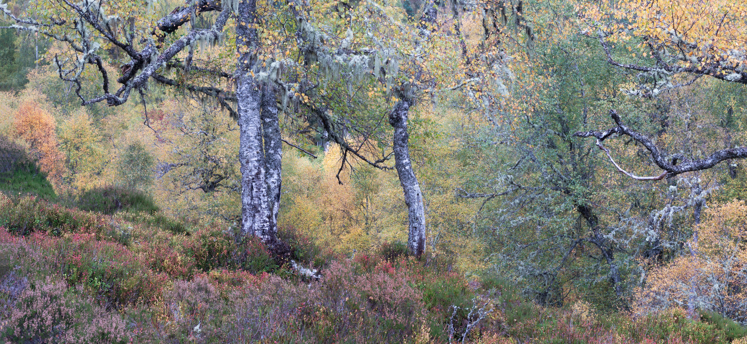 A scene I have followed for several years and captured as the seasons change. The blaeberry was particularly vibrant…