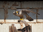 Peregrine Falcon - Falco peregrinus