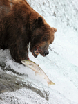 Brown Bear & jumping salmon out of reach, Brooks Falls, Alaska