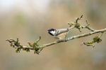 Coal Tit portfolio
