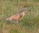 Squacco Heron