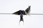 Bird on a wire !