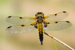 Male Four spot chaser