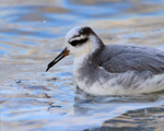Close-up of Grey Phalarope with food at Farmoor Reservoir