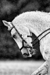 BVRC 030721 644bw