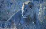 Scared Lion