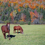 Fall Horses - Autumn Foliage New Brunswick Canada