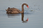 Black Swan
