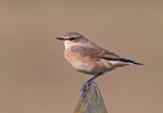 Wheatear - Oenanthe oenanthe