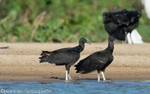 Black vultures