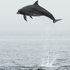 Bottlenose Dolphin