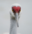 Sandhill Crane-2