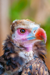 cinereous vulture Aegypius monachus-536