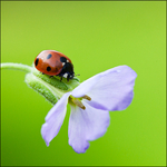 Ladybird
