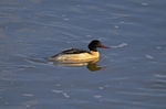 Goosander