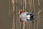 Wigeon - Anas penelope