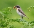 Whinchat