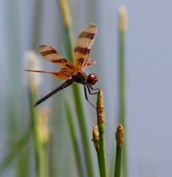 DF AnimalsCreatures 142