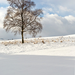 Perfect Snow