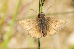 Dingy Skipper