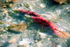 Clearwater Reds