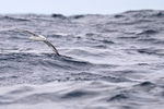 Southern Fulmar low over sea, South Africa