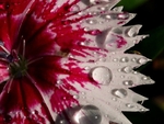 Dianthus After Rain