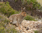 Mountain Hare Leveret - Lepus timidus