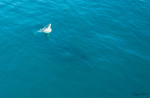 Humpback Baby 2
