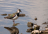 Lapwing
